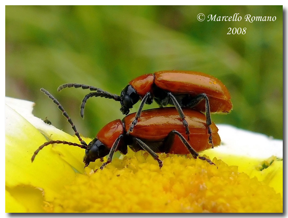 A spasso qua e l per la Sicilia.....incontri (non) 